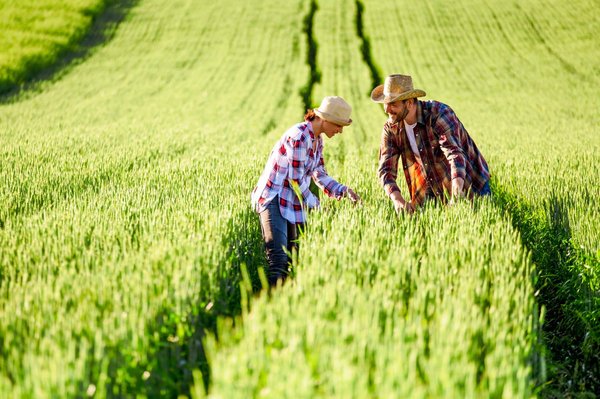 les jeux vidéo de gestion de ferme pour cultiver vos talents agricoles